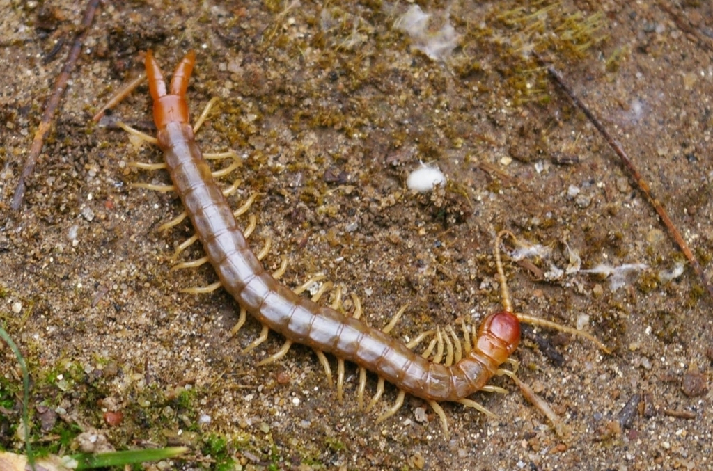 Theatops californiensis