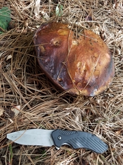 Boletus edulis grandedulis