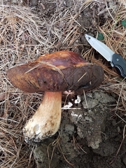 Boletus edulis grandedulis