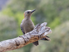 Melanerpes rubricapillus
