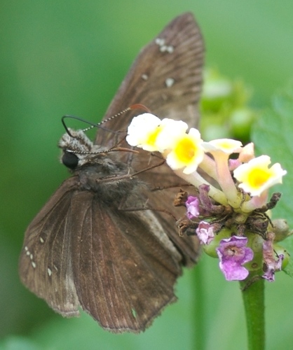 Horace's Duskywing, photo 3 of 7
