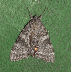 Catocala semirelicta
