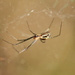 Sierra Dome Spider - Photo (c) Zach Hawn, some rights reserved (CC BY-NC-SA)
