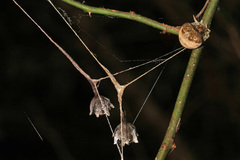 Mastophora