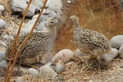 Nothoprocta perdicaria