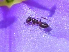 Crematogaster capensis