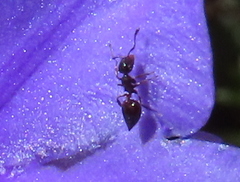 Crematogaster capensis