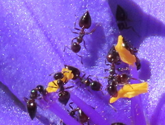 Crematogaster capensis