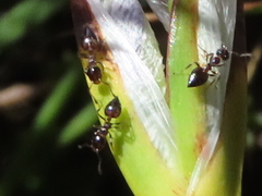 Crematogaster capensis