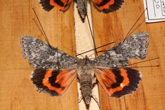 Catocala semirelicta