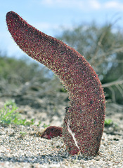 Cynomorium coccineum