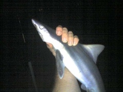 Carcharhinus plumbeus