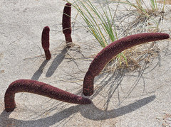 Cynomorium coccineum