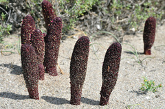 Cynomorium coccineum