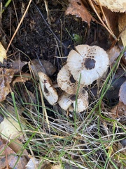 Lepiota felina