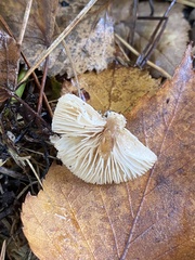 Lepiota felina