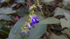 Salvia caudata