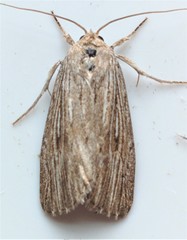 Catabena lineolata
