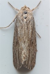Catabena lineolata