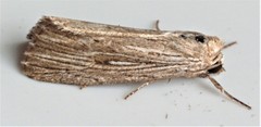 Catabena lineolata