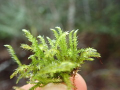 Brachythecium frigidum