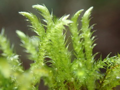 Brachythecium frigidum