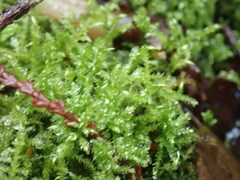 Brachythecium frigidum