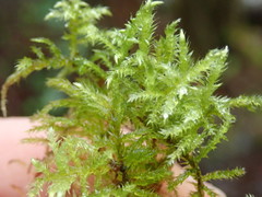 Brachythecium frigidum