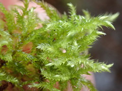 Brachythecium frigidum