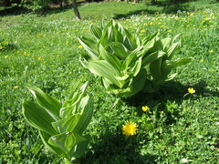 Veratrum album