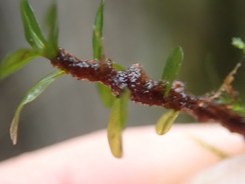 Image of Rhizomnium magnifolium by no rights reserved