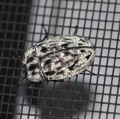 Heleina