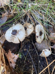 Lepiota felina