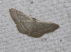 Idaea eretmopus