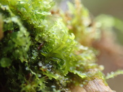 Riccardia chamedryfolia