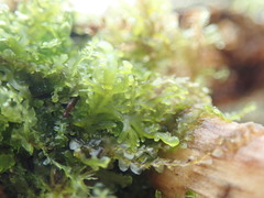 Riccardia chamedryfolia