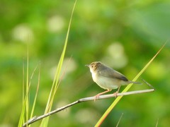 Cisticola brachypterus