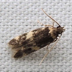Oegoconia novimundi