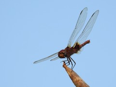 Tramea basilaris