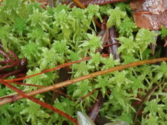 Sphagnum pacificum