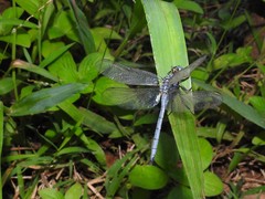 Orthetrum abbotti