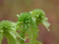 Sphagnum pacificum