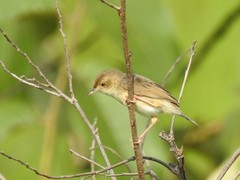 Cisticola brachypterus