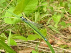 Pseudagrion salisburyense