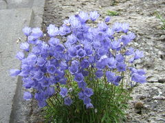 Campanula cochleariifolia