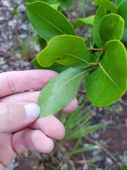 Psidium myrsinites