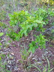 Psidium myrsinites