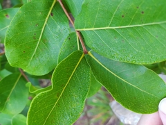 Psidium myrsinites