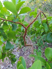 Psidium myrsinites