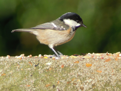 Periparus ater britannicus
